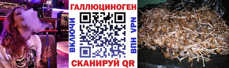 как найти закладки  Киржач  Галлюциногенные грибы Cubensis 